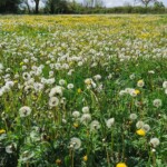 One of the delights being where we are is our field turning into a wild flower meadow when it's not being grazed.