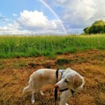 This was what greeted us on one of Ruby's very first walks around the fields of Courgé