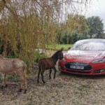 One day we had an invasion of donkeys, but they were very cute!